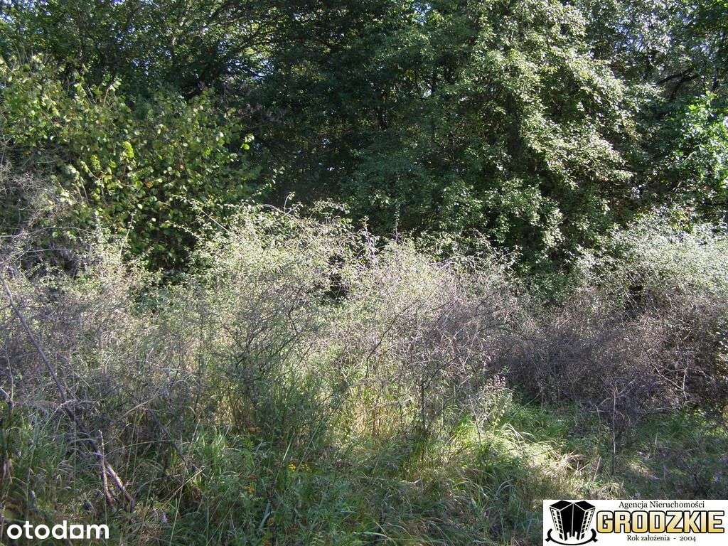 Sprzedam działke z lasem k.Przemysla-5