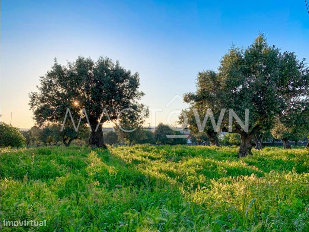 Imóvel Estratégico em Alcanena para Projeto Empresarial ou Residencial-7