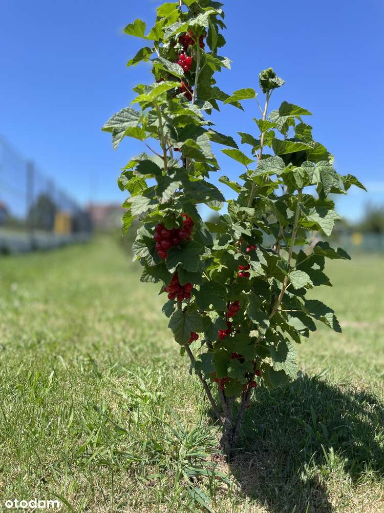 Nowoczesny dom parterowy– Raba Wyżna 127 m2-3