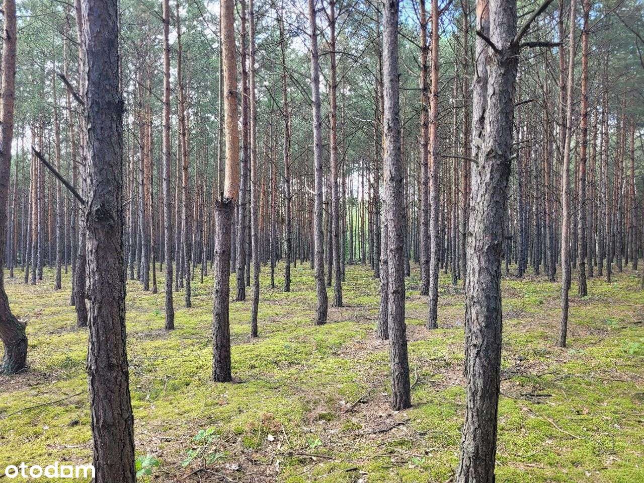 Las wraz z dodatkową działką i stawem - Pełny obrazek: 3/13