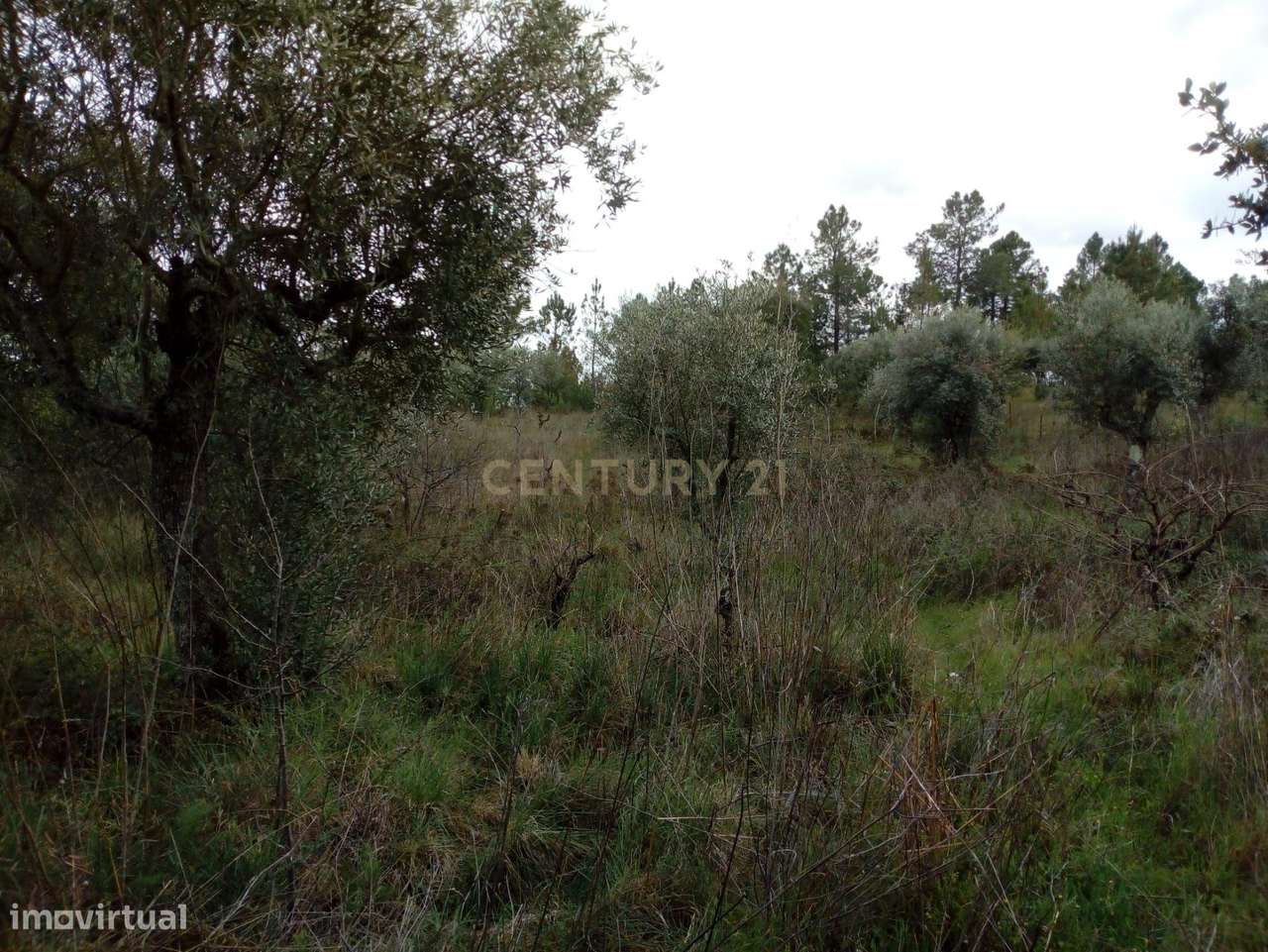 Terrenos rústicos, Salgueiro do Campo - Grande imagem: 5/6