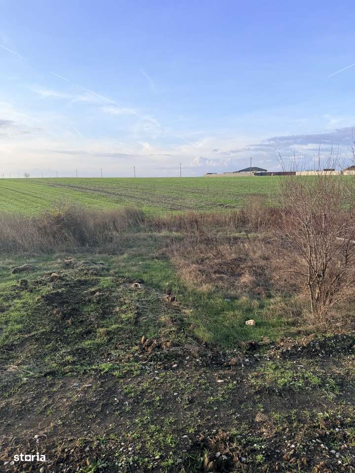 Teren De Vanzare Belciugatele-1