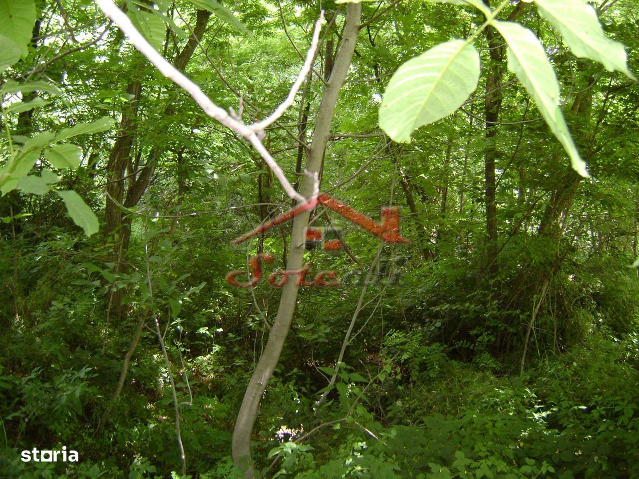 Teren de vanzare Cornu 3074 mp-7