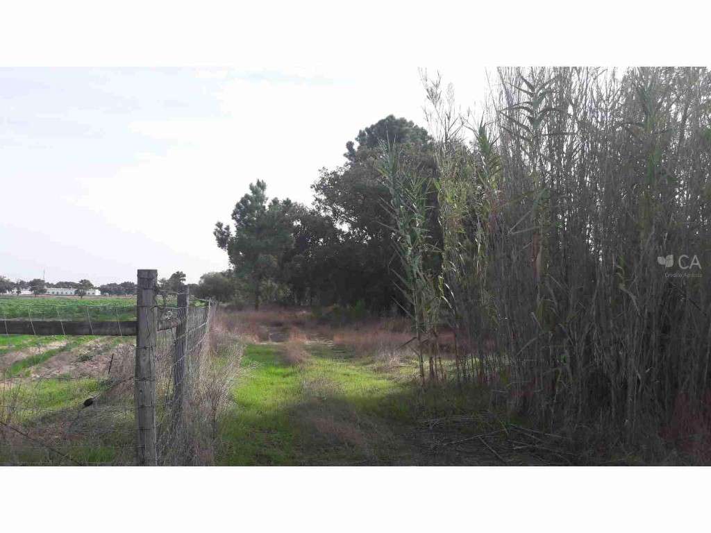 Herdade Rio Frio - Olho Cinzeiro - Grande imagem: 4/4