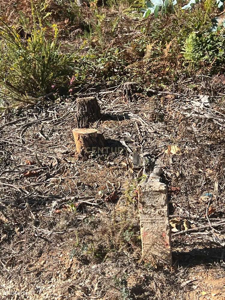 Terreno rústico 1.300m2 em São Mamede, Batalha - Grande imagem: 5/8