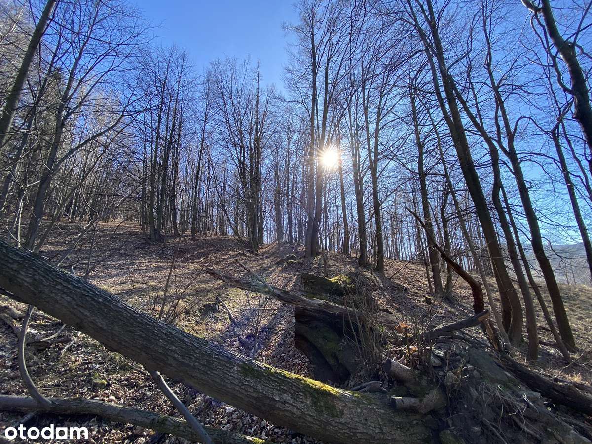 Duże działki w Górach Sowich z warunkami zabudowy - Pełny obrazek: 5/17