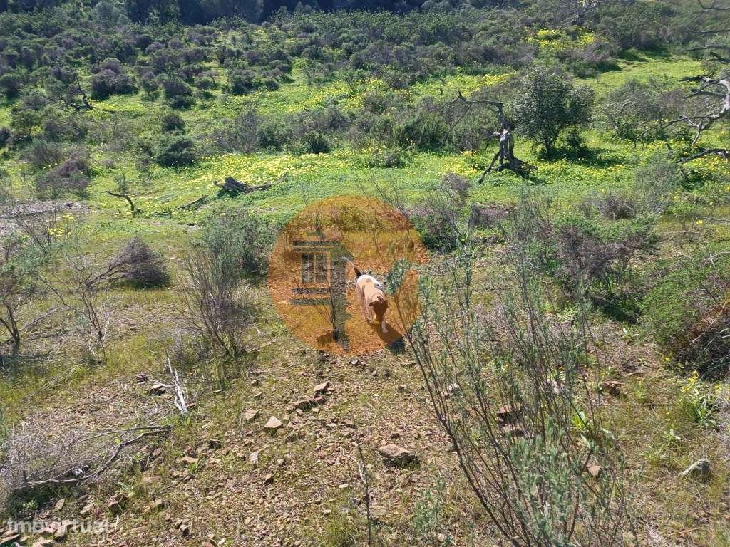 TERRENO RUSTICO COM 21.720 M2 - PRÓXIMO A ALDEIA DO AZINHAL - PIÇAR... - Grande imagem: 4/30
