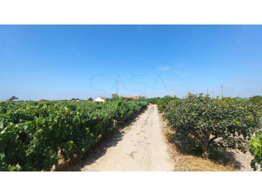 Herdade vinhateira próxima de Setúbal-11