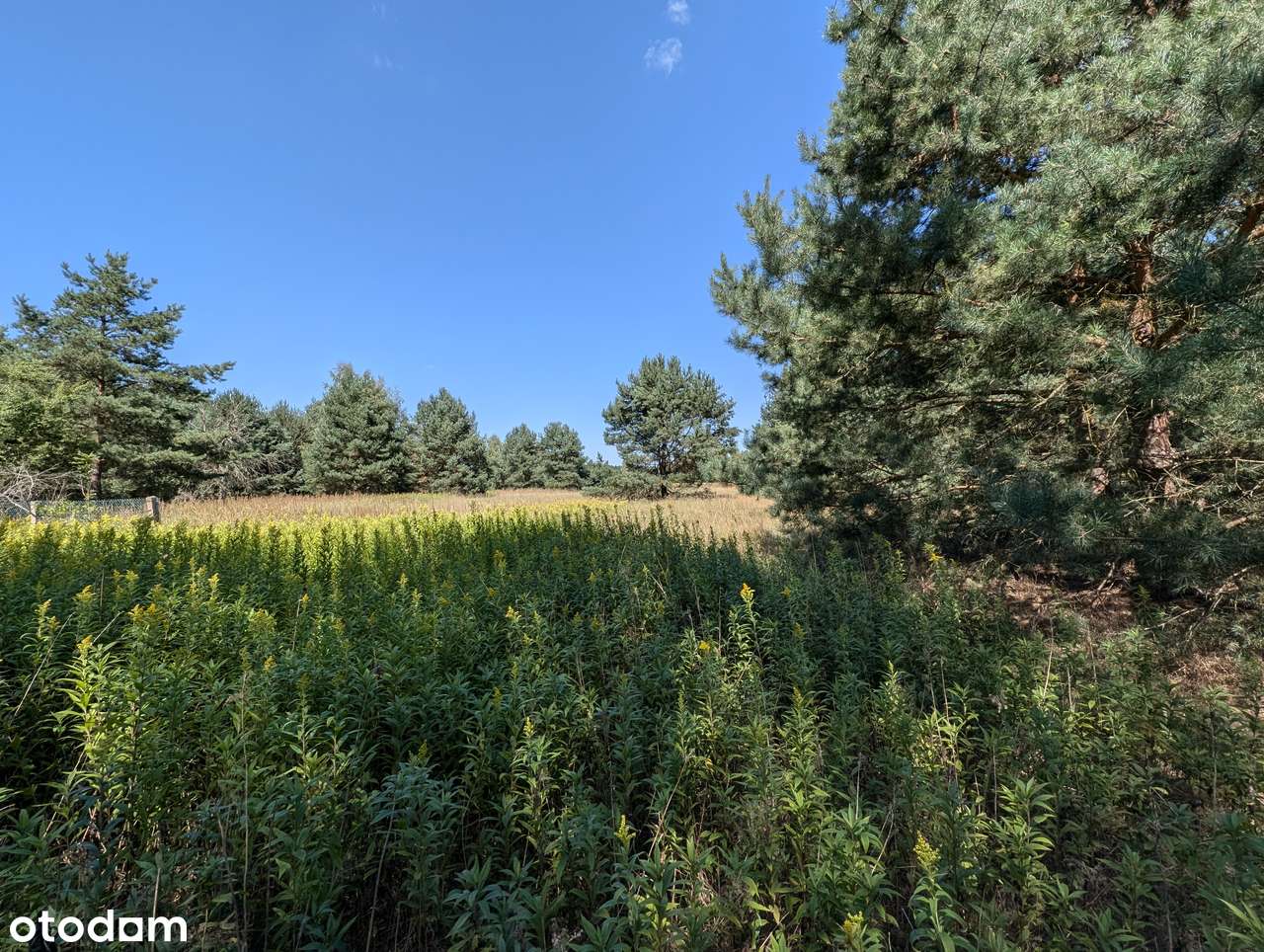 Działka zalesiona 8236m z mediami - Pełny obrazek: 4/5
