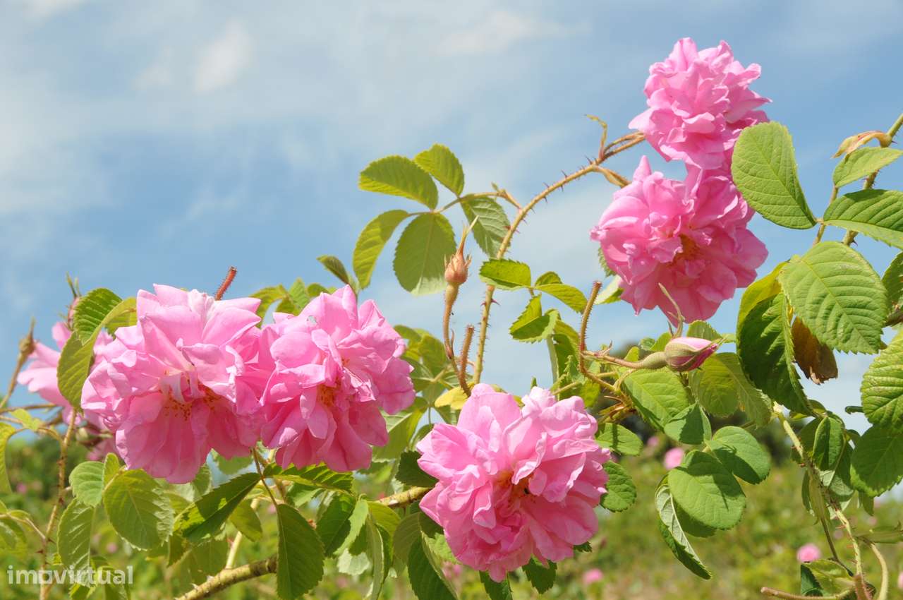 Quinta 16 ha com rosas de Damasco, destilaria, saboaria , cosmética - Grande imagem: 3/44