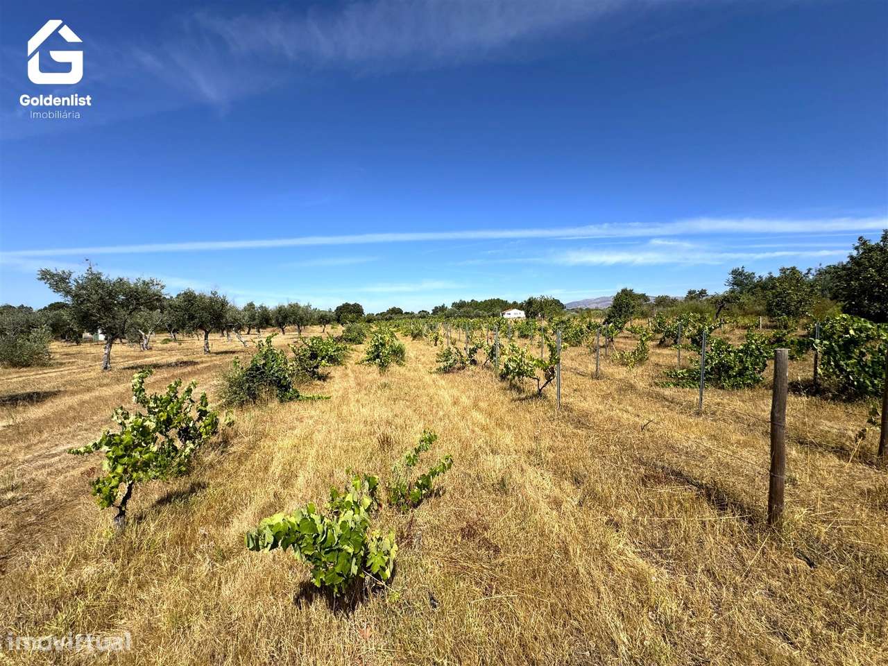 Quinta  Venda em Lardosa,Castelo Branco-43