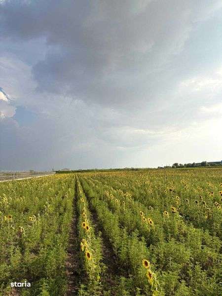 Teren intravilan 3926mp cu deschidere la DN25 Branistea - Imagine principală: 4/7