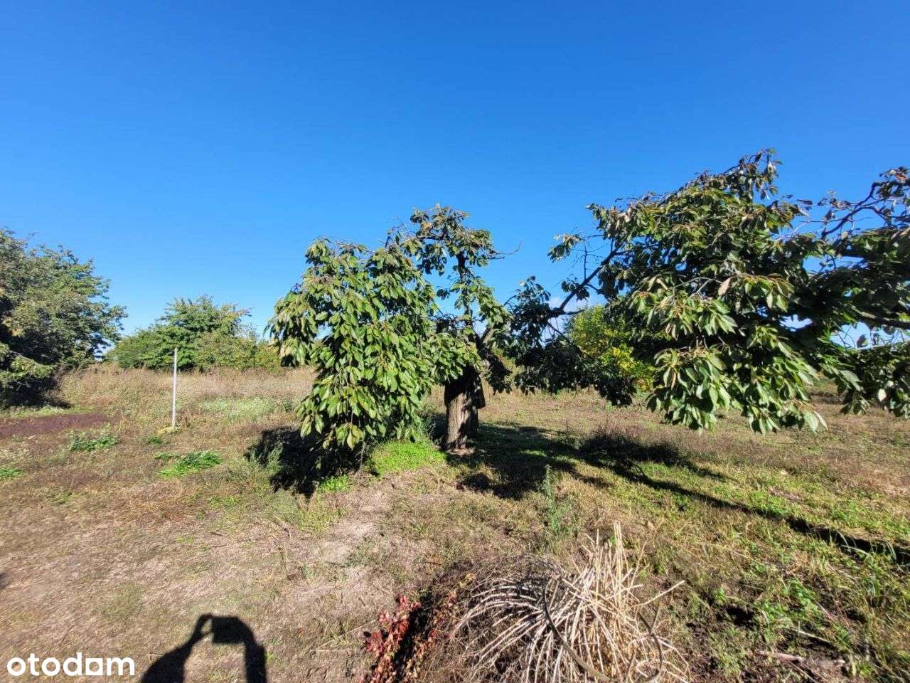 Sprzedam działkę w Chludowie-3