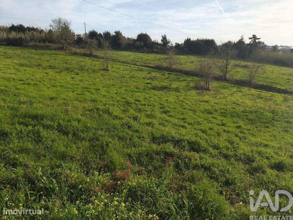 Terreno Agrícola em Cela - Grande imagem: 4/9
