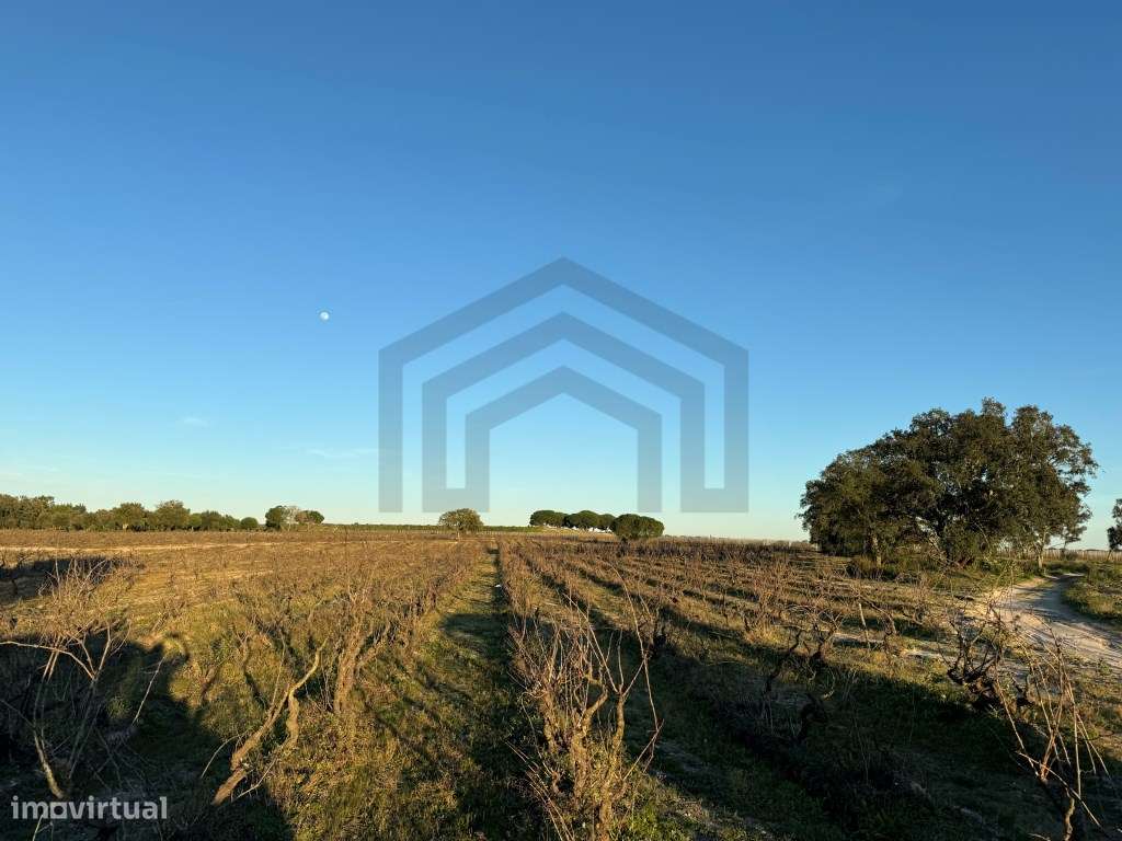 Terreno com 50.000m2 Rústico, possível construir moradia, em Pegões-13