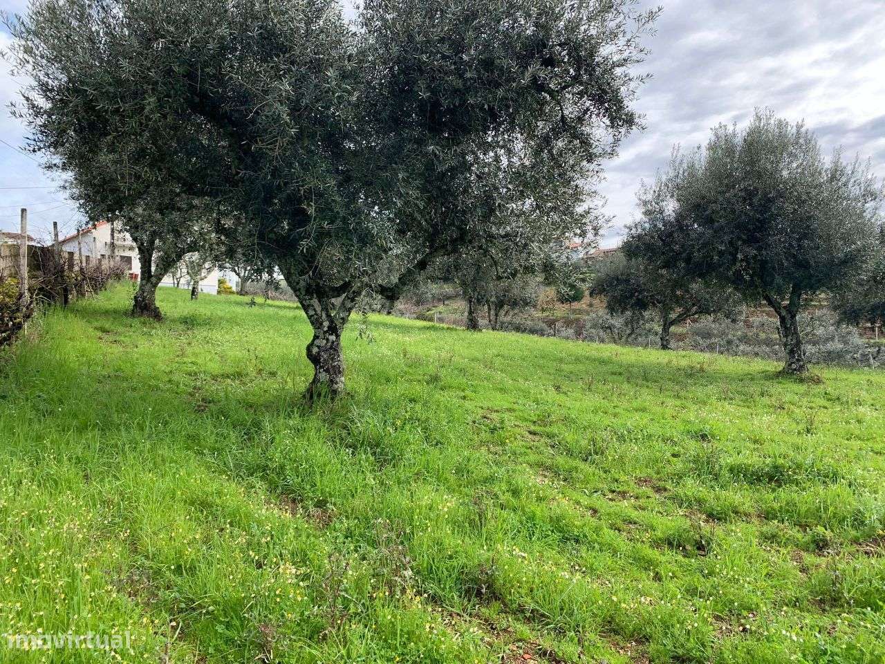 Terreno - Grande imagem: 4/8