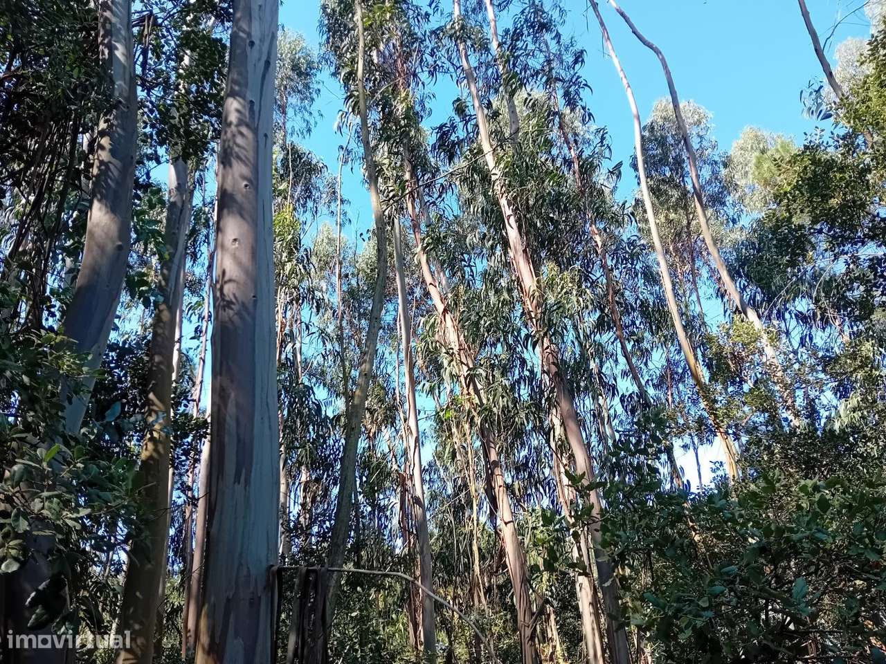 Terreno florestal com eucaliptos e pinheiros, com bons acessos-7