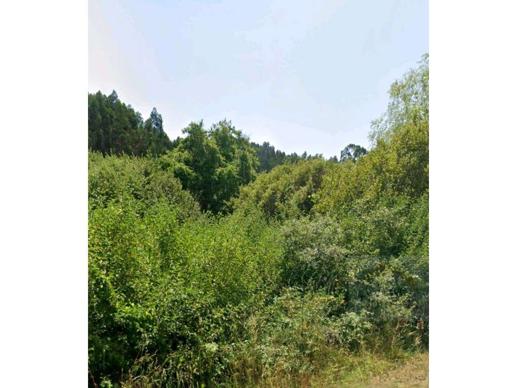 Terreno para quintinha com 4.000m2 - Espinhal - Grande imagem: 5/11