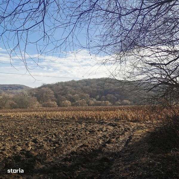 Teren agricol de vanzare  1 Ha - Imagine principală: 2/8