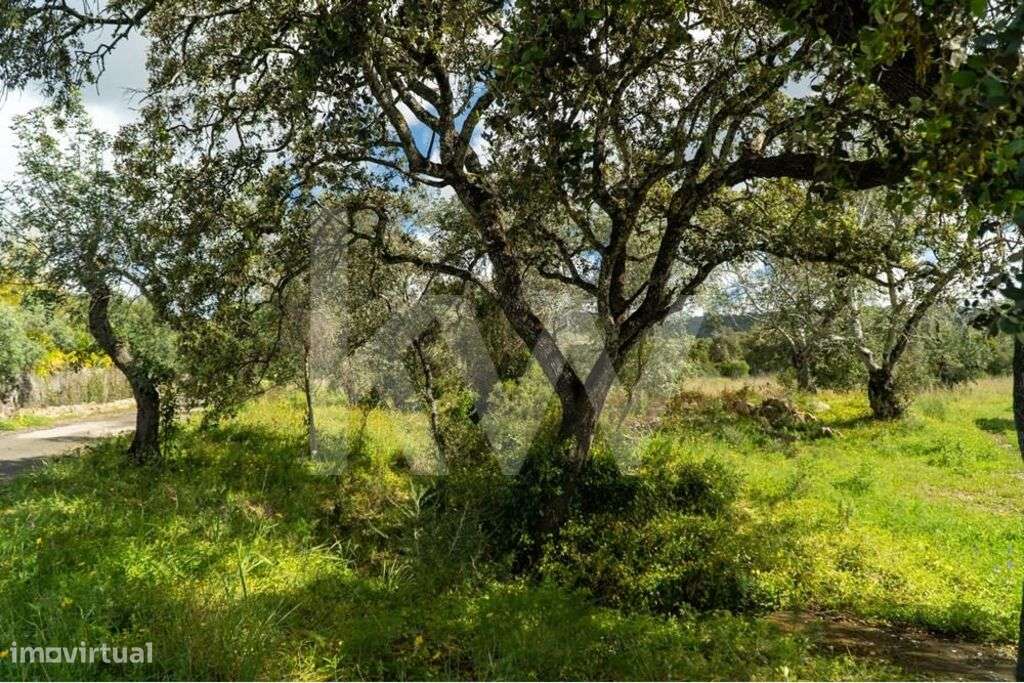 Terreno agrícola com saneamento básico a passar na confrontação com es - Grande imagem: 3/50