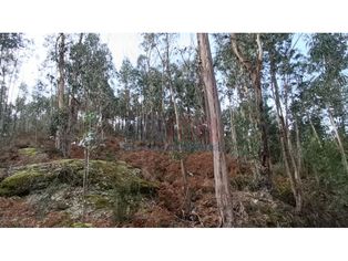 Mata / Pinhal em Póvoa de Lanhoso - Grande imagem: 2/4