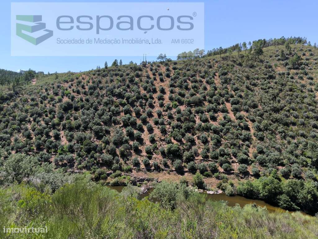 Olivar tradicional a confinar com o rio - Grande imagem: 4/7