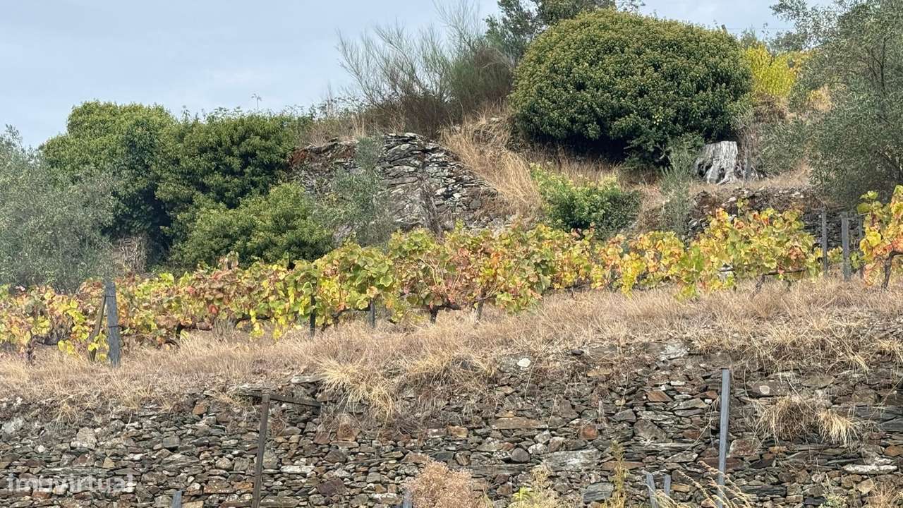 Quinta do Prado em Moura Morta, Régua-24