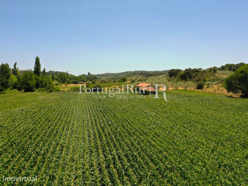 Terreno com 16 hectares em Chancelaria, Torres Novas - Grande imagem: 3/19