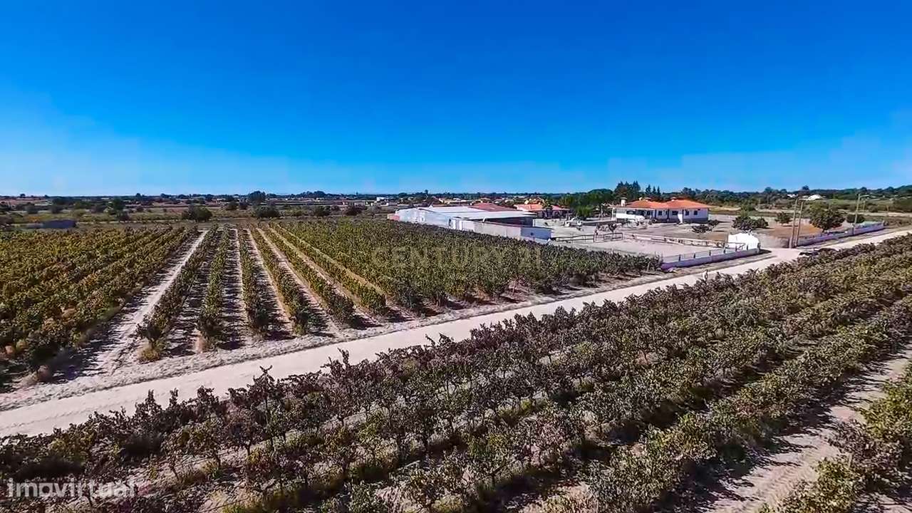 Terreno com 9000m2 com vinha e construção - Grande imagem: 5/17