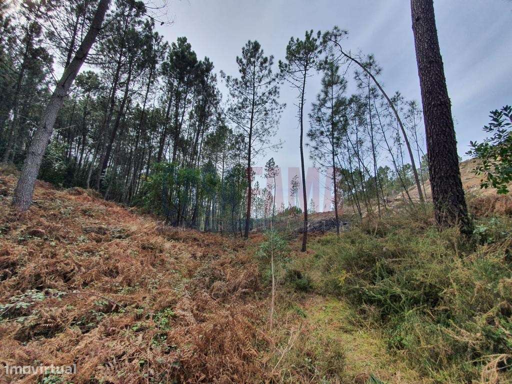 Terreno com 15.000m2 no Gerês - Braga - Grande imagem: 2/4