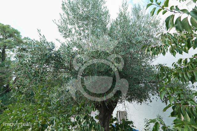 Propriedade com 6 habitações - Pintada - Montemor-o-Novo-27