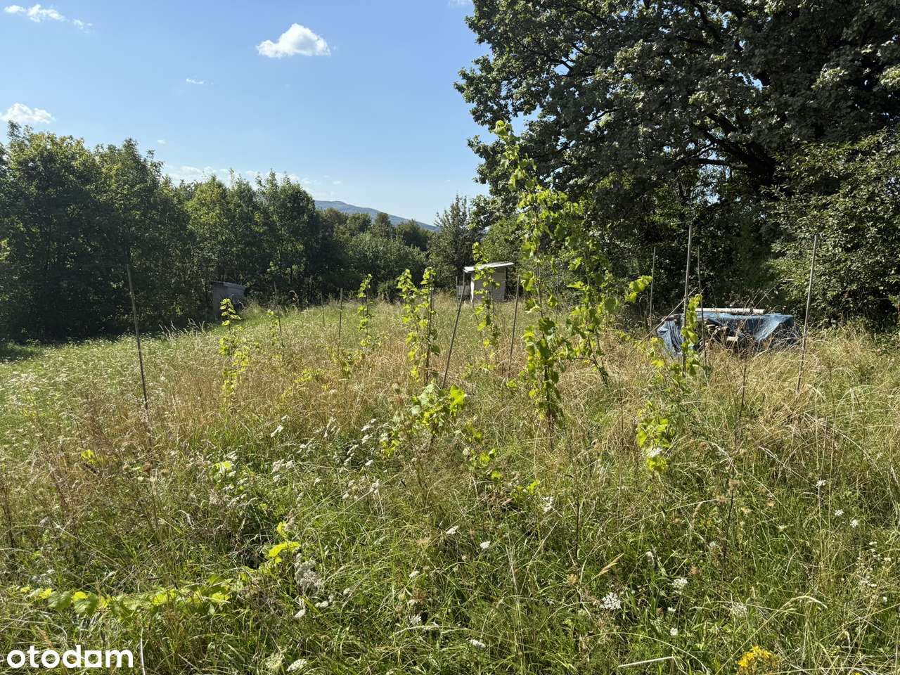 Bojańczyce - widokowa działka budowlana-8