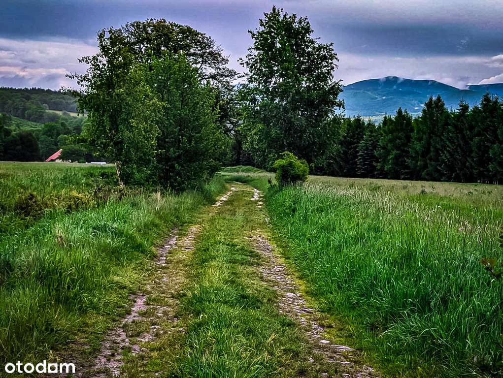 49/13782/OGS - Pełny obrazek: 4/13