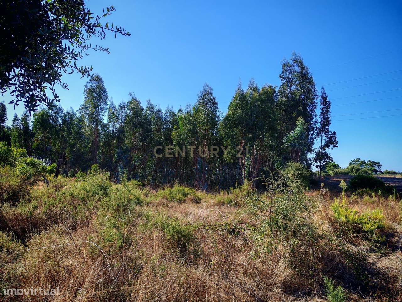 Terreno rústico com 13250 m2 em Brejo do Abade - Quinta do Anjo - Palm - Grande imagem: 3/12