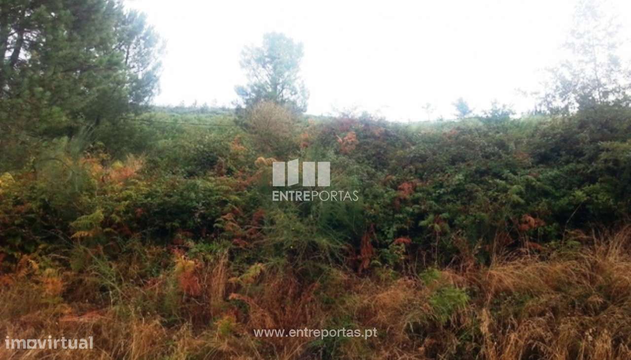 Venda Terreno, Ovil, Baião - Grande imagem: 4/8