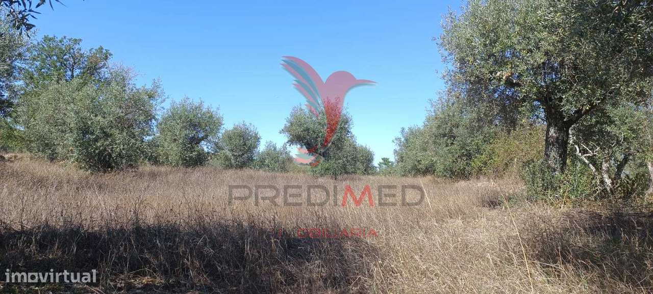 Terreno rústico em Cabeço de Arez - Nisa - Grande imagem: 2/4