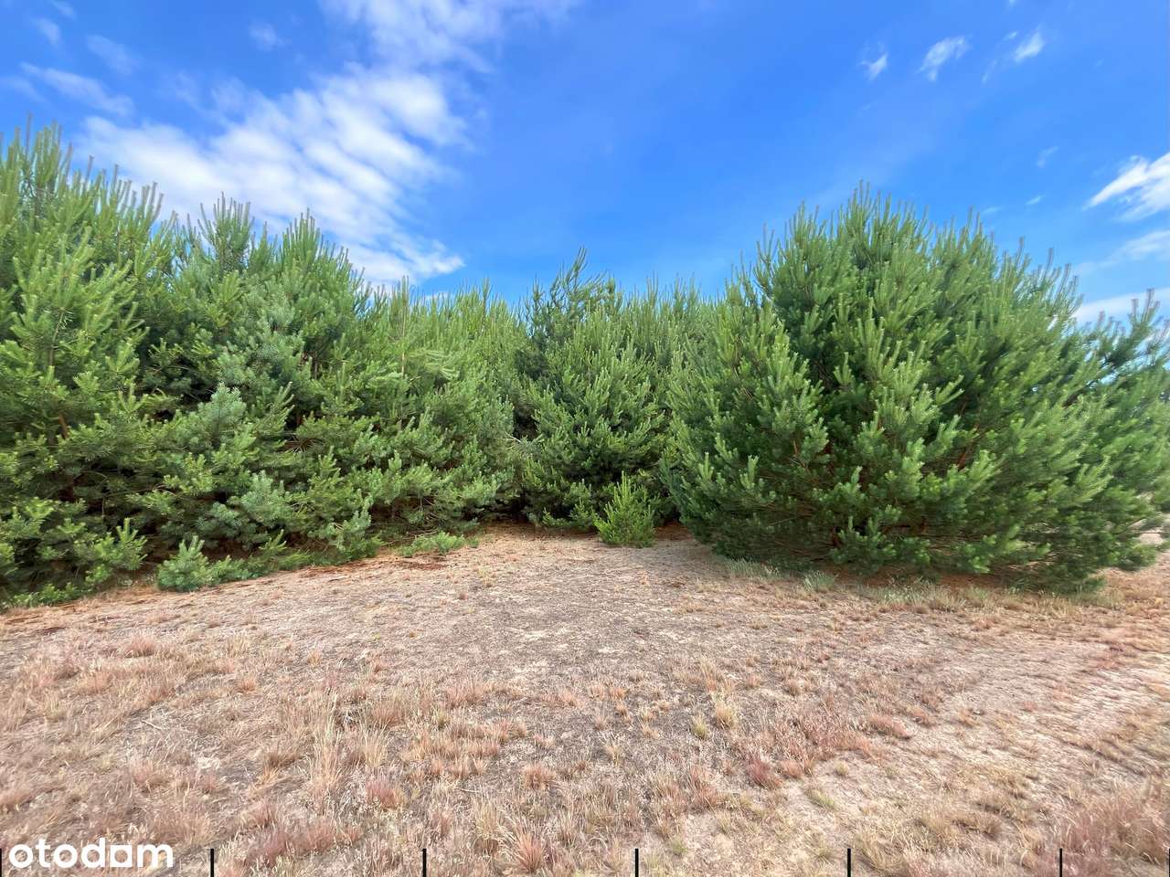 Straszewo - działka budowlana-1