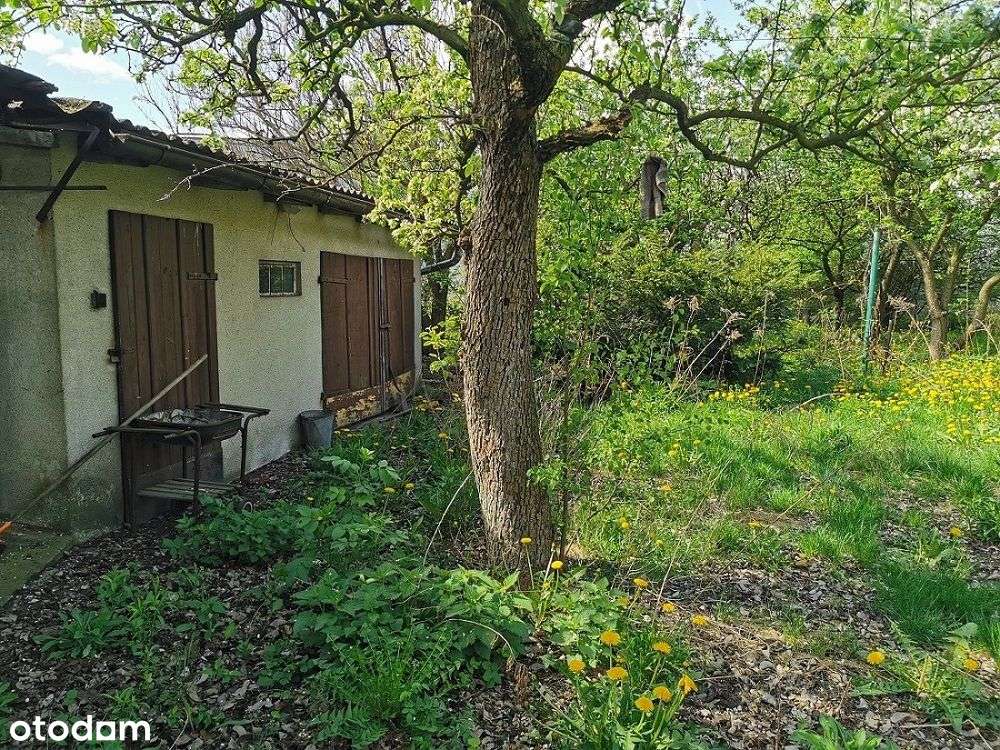 Dom w centrum Pleszewa, duża działka, sad-6