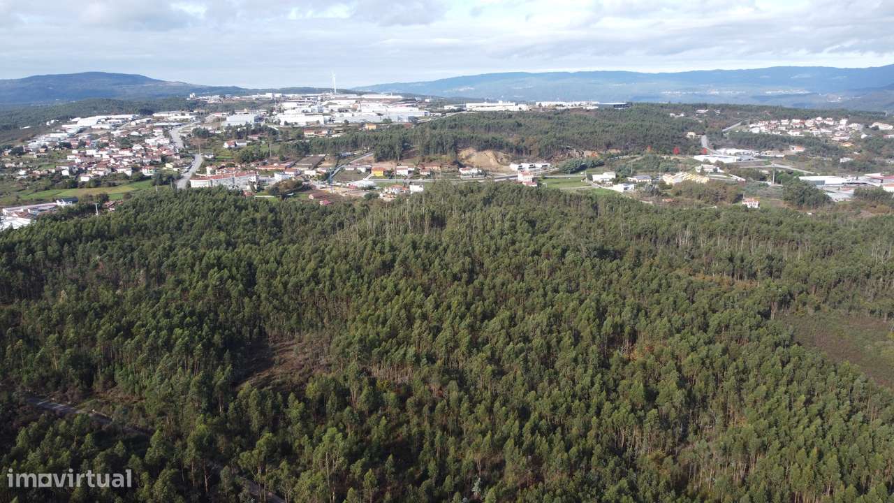 Terreno/Pinhal – Oliveira de Frades - Grande imagem: 4/5
