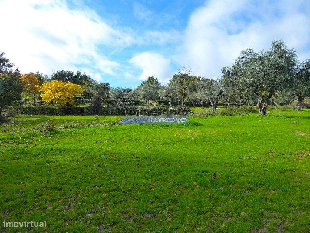 48ha p/ plantações novas, com olival, sobreiros, ruínas e próximo d... - Grande imagem: 5/8