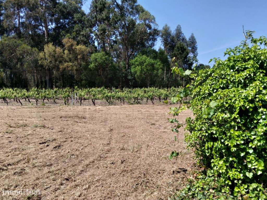 Terreno para construção de moradia - Troviscal-7