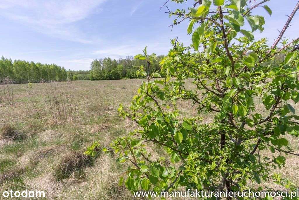 Okazja - Działki Budowlane - Pogorzelce/Białowieża - Pełny obrazek: 5/6