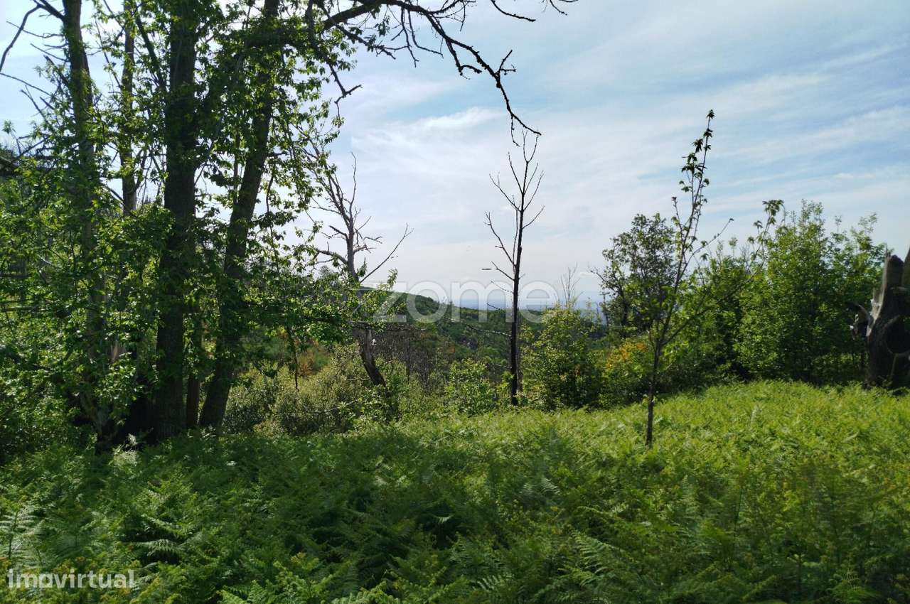 Terreno para venda na Serra da Estrela com ruína para reabilitar - Grande imagem: 5/29