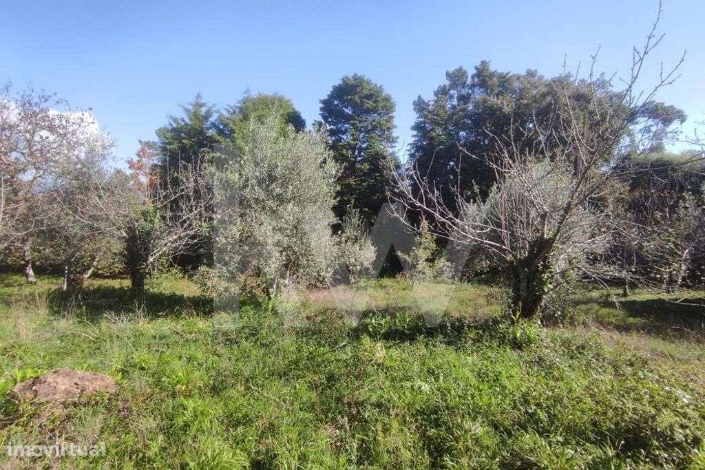 Terreno ,Carvalhais de Cima - Grande imagem: 4/8