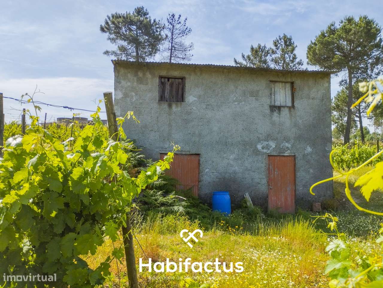 Oportunidade Única: Quinta Excepcional com Vinha de Castas Selecionada - Grande imagem: 5/7