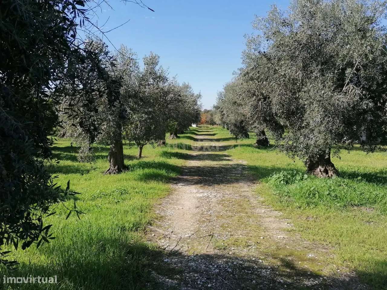 Quinta no Carapetal-7