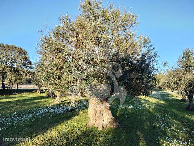OLIVAL PARA VENDA EM CARRAPATELO - CORVAL-7