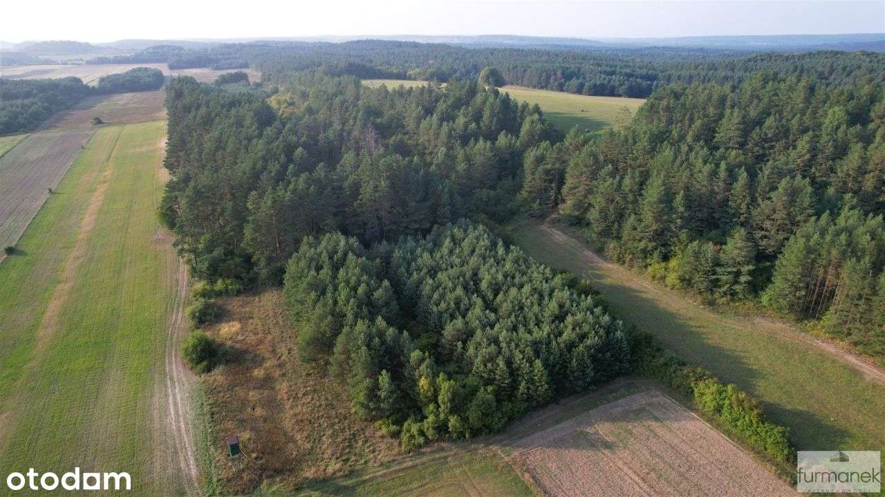 Działki porośnięte lasem sosnowym na Roztoczu - Pełny obrazek: 4/13