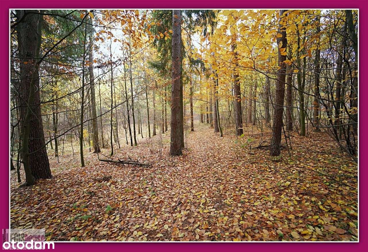 Las 2,2181 Ha*Różnowo*Bogaty Drzewostan*Uzbrojenie-15