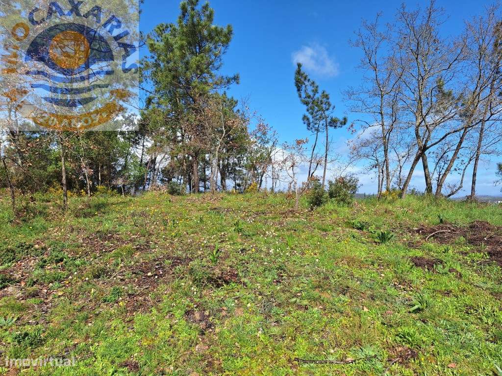 Terreno rústico com olival, vinha e pinhal. - Grande imagem: 2/7